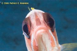 Hello in there! Curious squirrel fish checks out the lens... by Patrick Reardon 